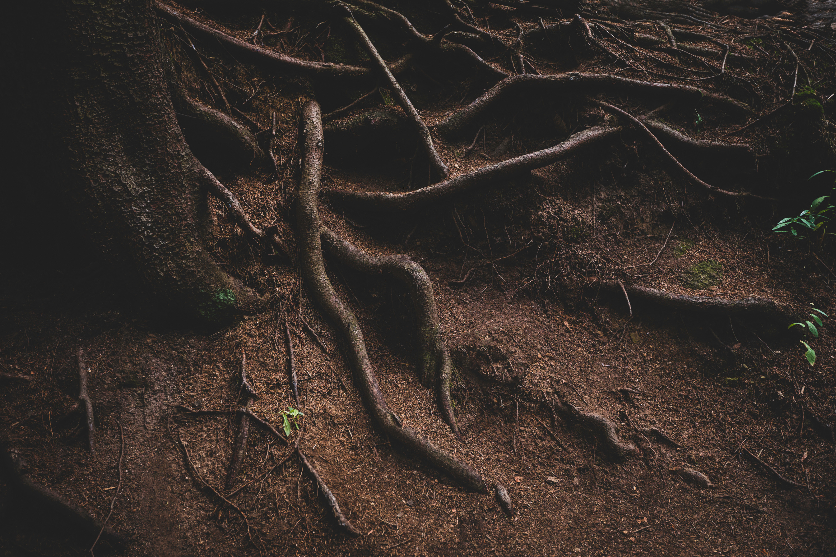 tree roots background