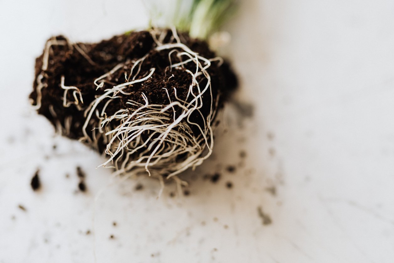 Roots of green seedling with soil