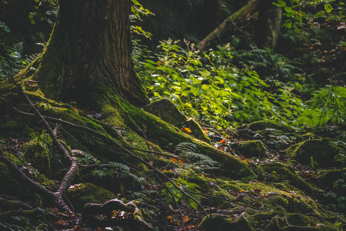 Mossy tree roots