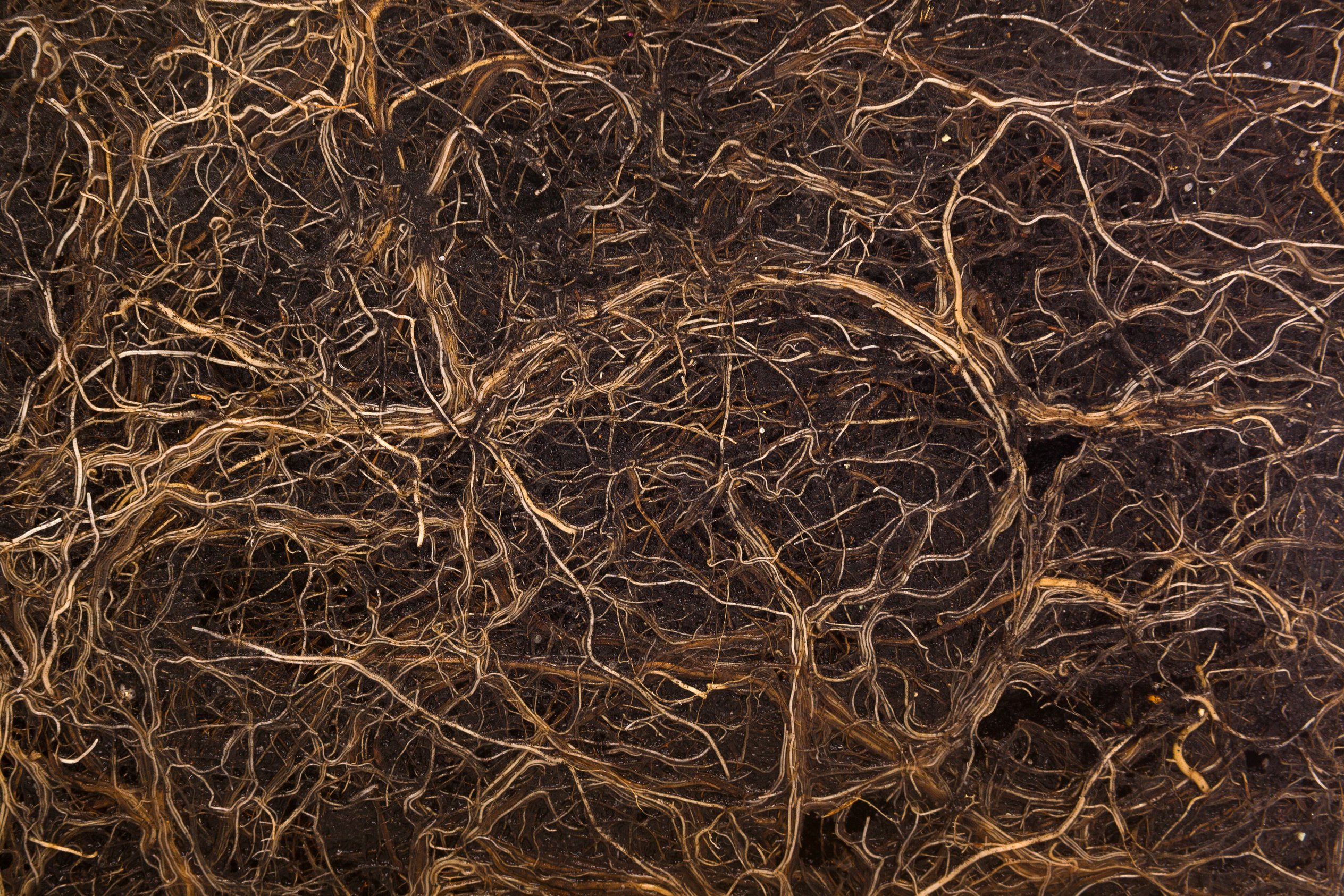 Root system in soil.